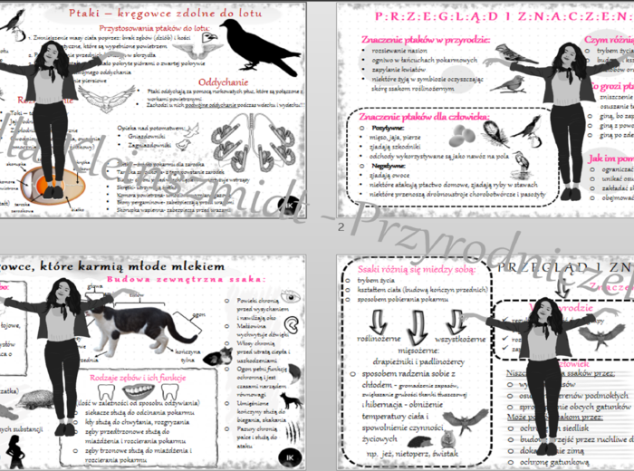 Zestaw sketchnotek – notatek do całego działu „Kręgowce stałocieplne” wykonanych w power point do edycji. Biologia 6
