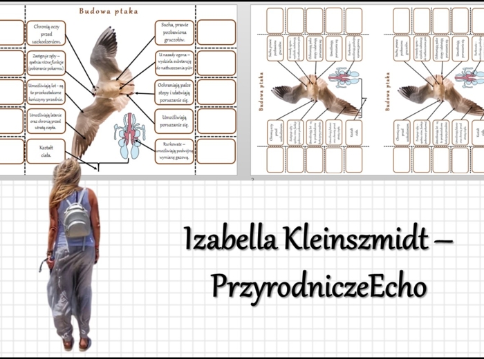 Notatka okienkowa „Budowa ptaka”, „Ptaki-kręgowce zdolne do lotu” w pdf. Biologia 6 dział „Kręgowce stałocieplne”.