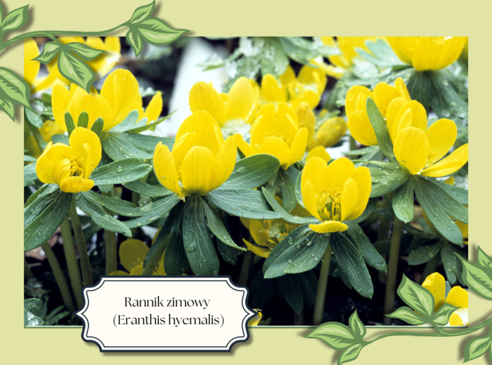 WIOSENNE KWIATY - 24 plansze edukacyjne