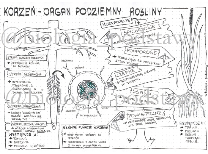 Klasa 5 - Korzeń - sketchnotka