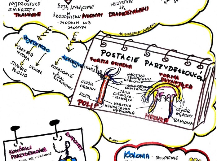 Klasa 6. Biologia. Parzydełkowce (karta pracy kolorowa)