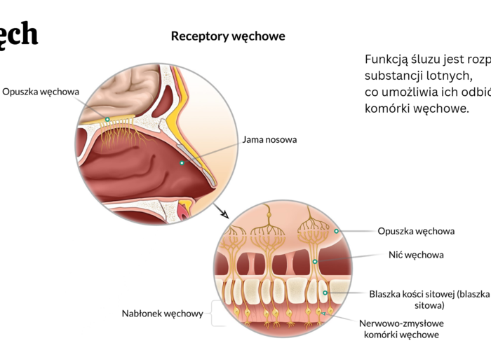 Narządy zmysłów 3 KLASA ROZSZERZENIE BIOLOGIA