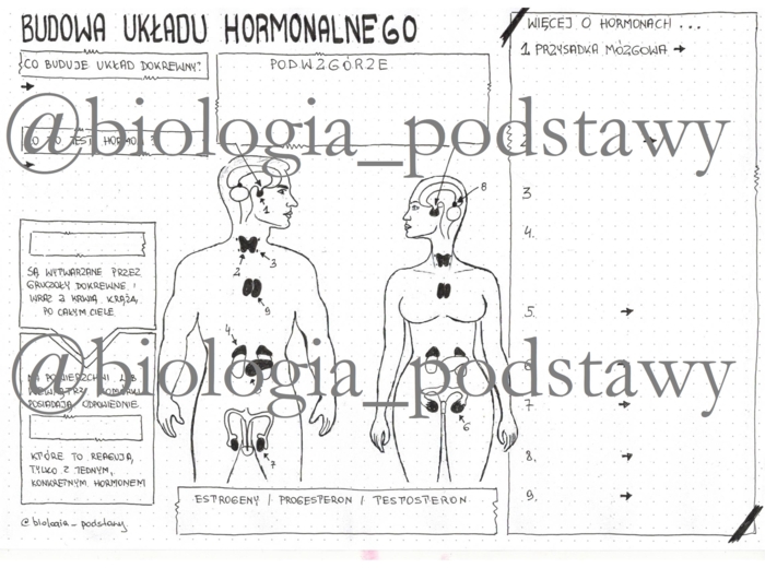 Klasa 7 - Budowa układu hormonalnego - kp