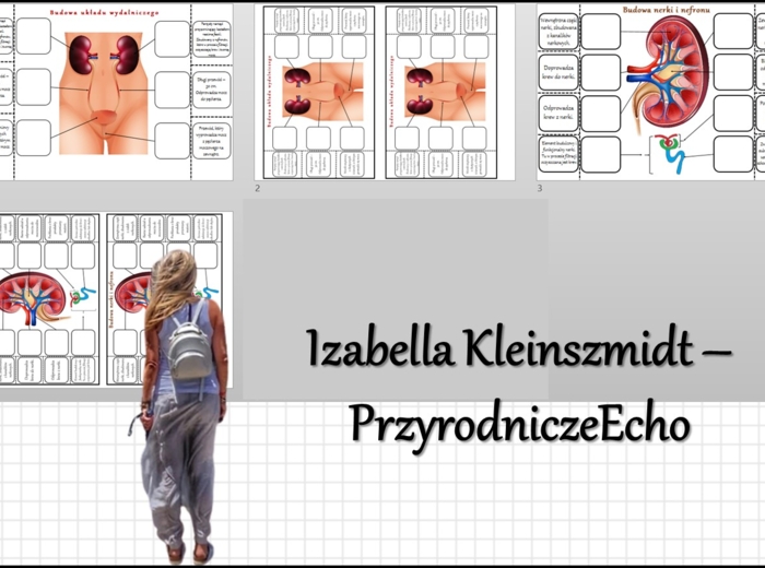 Notatka okienkowa „Budowa układu wydalniczego”, „Budowa nerki”, „Budowa i działanie układu wydalniczego” w pdf. Biologia 7 dział „Układ wydalniczy”.