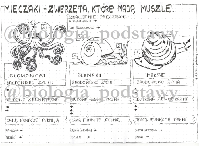 Klasa 6 - Mięczaki - karta pracy