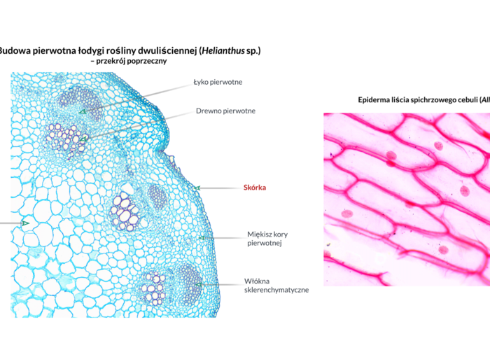 Tkanki roślinne KLASA 2 ROZSZERZENIE