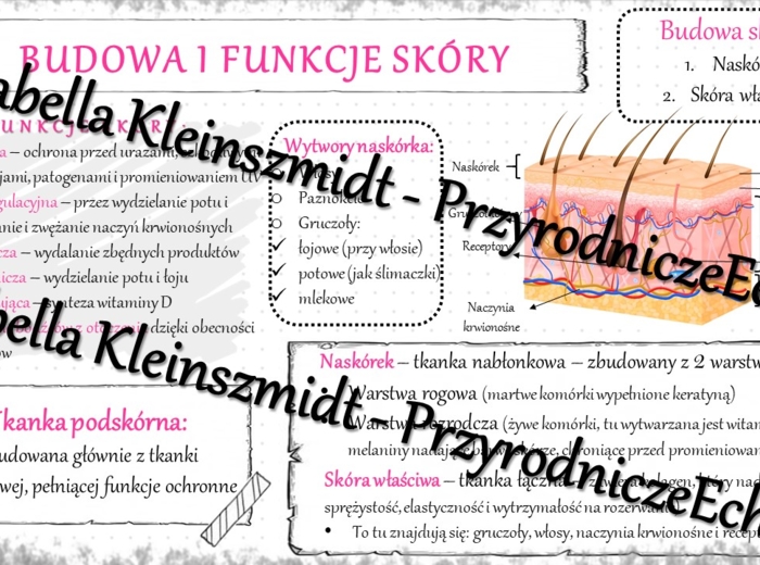 Sketchnotka - notatka „Budowa i funkcje skóry” wykonana w power point do edycji. Biologia 7; „Organizm człowieka. Skóra”