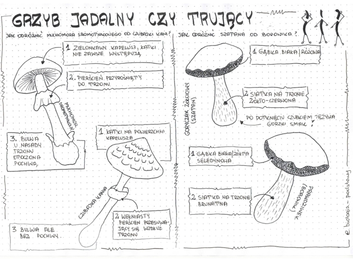 Jak odróżnić grzyb jadalny od trującego? - klasa 5
