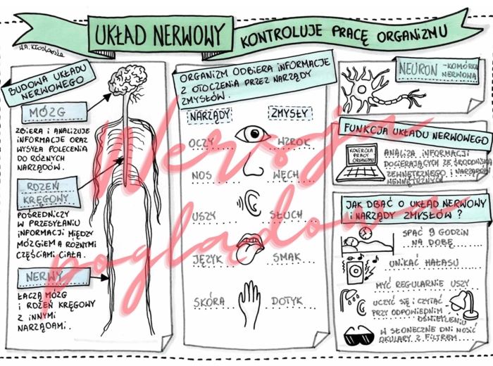 Układ nerwowy kontroluje pracę organizmu – przyroda kl. 4 - karta pracy wypełniona