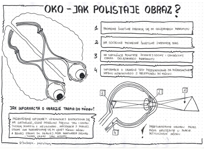 Oko - czyli jak powstaje obraz - klasa 7 - notatka graficzna