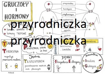 Biologia. Układ hormonalny (4karty)