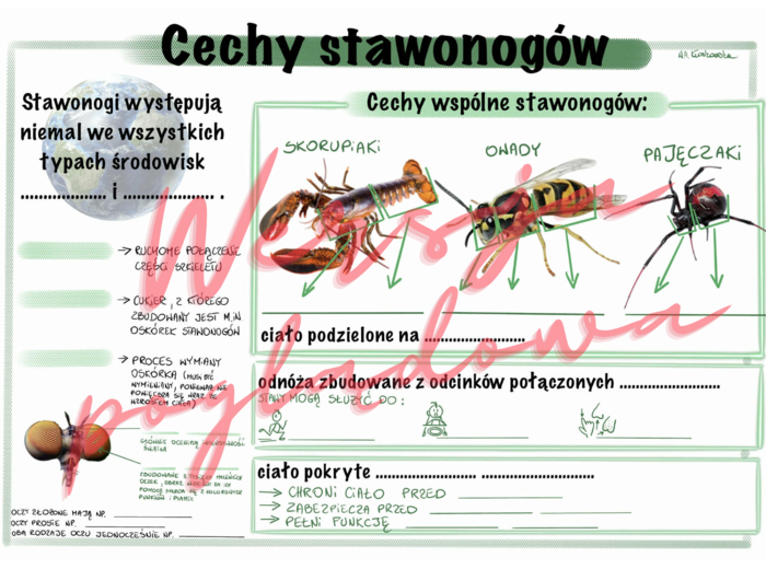 Cechy stawonogów