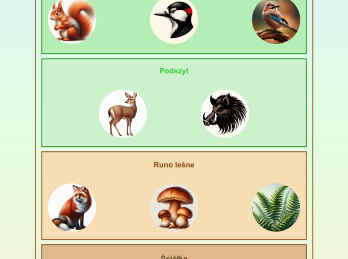 Plansze edukacyjne. Gatunki zwierząt i roślin. Warstwy lasu. Bioróżnorodność.