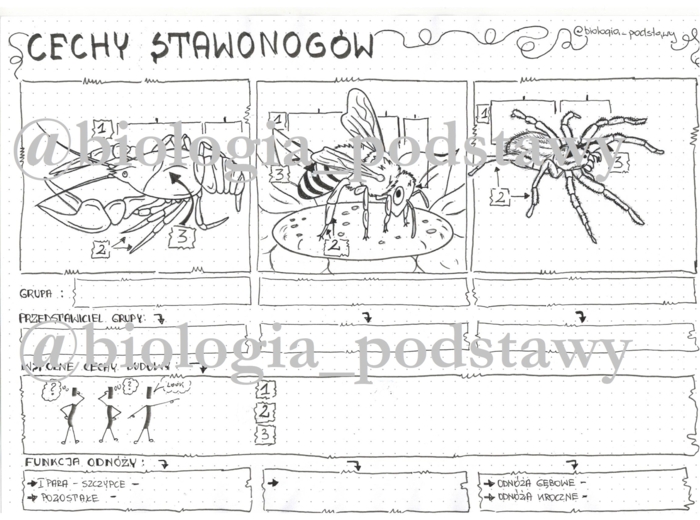 klasa 6 - cechy stawonogów - karta pracy