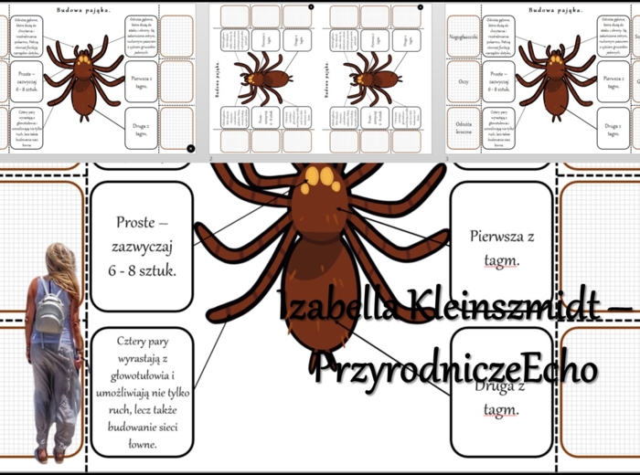 Notatka okienkowa/stacja zadaniowe/notatka interaktywna/notatka graficzna/karta pracy/sketchnotka „Budowa pająka” w pdf. „Pajęczaki – stawonogi, które mają cztery pary odnóży” - Biologia 6. Dział „Stawonogi i mięczaki”. Materiał wykonany na podstawie pod