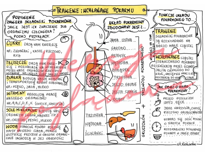 Trawienie i wchłanianie pokarmu - przyroda kl. 4 -wypełniona karta pracy