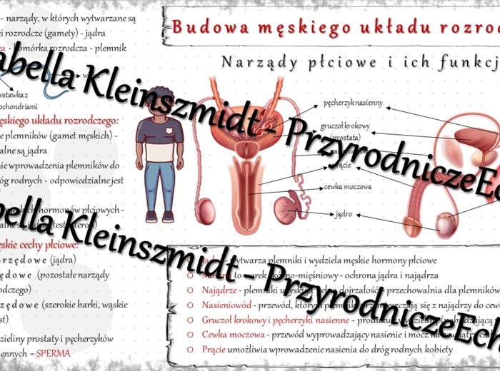 Sketchnotka - notatka „Budowa męskiego układu rozrodczego” wykonana w power point do edycji. Biologia 7; „Rozmnażanie i rozwój człowieka”
