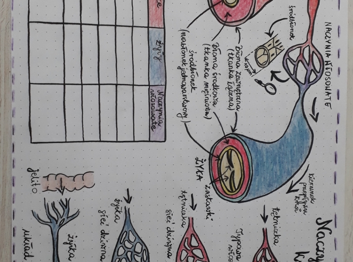Naczynia krwionośne, sieci naczyń włosowatych