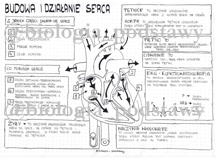 Klasa 7 - Budowa i działanie serca - sketchnotka