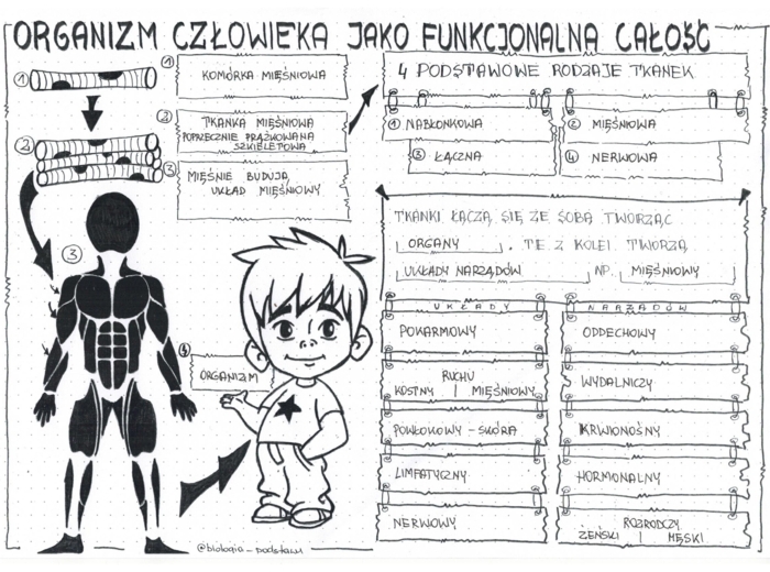 Klasa 7 - Organizm człowieka jako funkcjonalna całość - sketchnotka