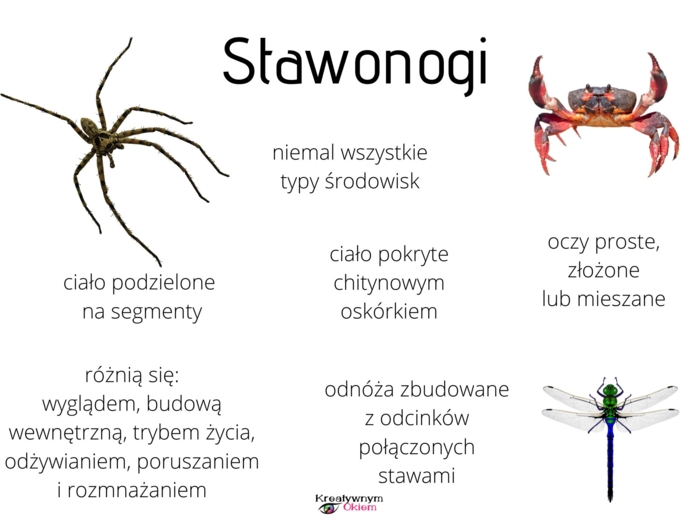 Stawonogi - plansze edukacyjne