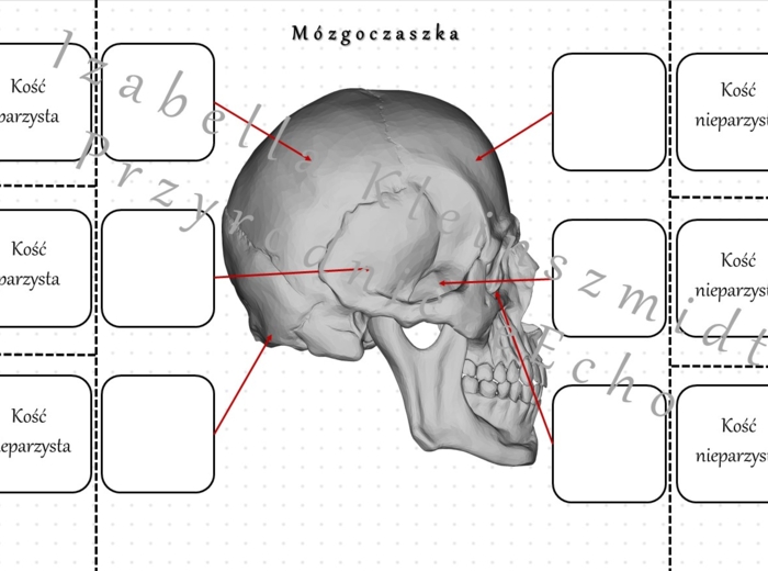 Notatka okienkowa „Budowa mózgoczaszki” – wykonana w power point do edycji. Biologia 7 . Temat „Budowa i rola szkieletu osiowego”, dział „Aparat ruchu”