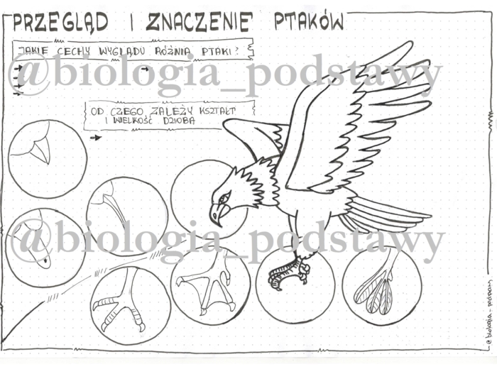 Klasa 6 - Ptaki - przegląd i znaczenie - KP