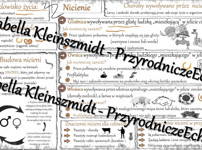 Sketchnotka - notatka „Nicienie-zwierzęta, które mają nitkowate ciało” wykonana w power point do edycji. Biologia 6; „Od parzydełkowców do pierścienic”
