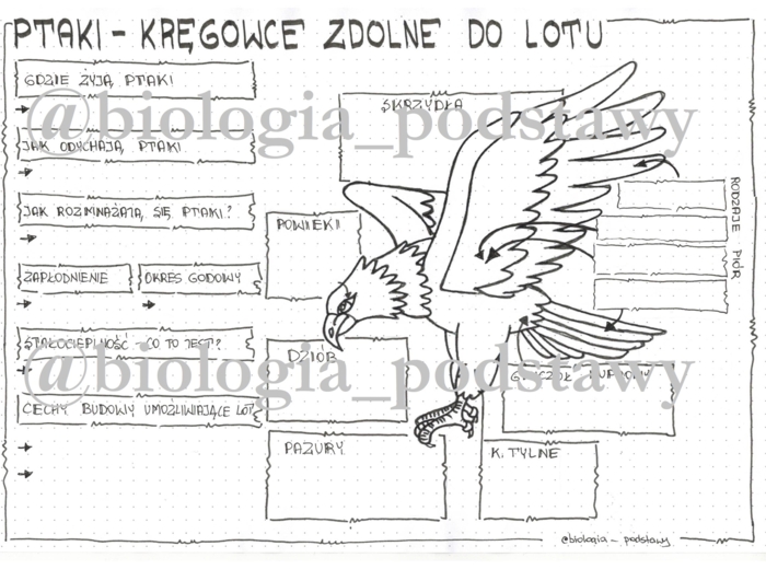 Klasa 6 - Ptaki - KP