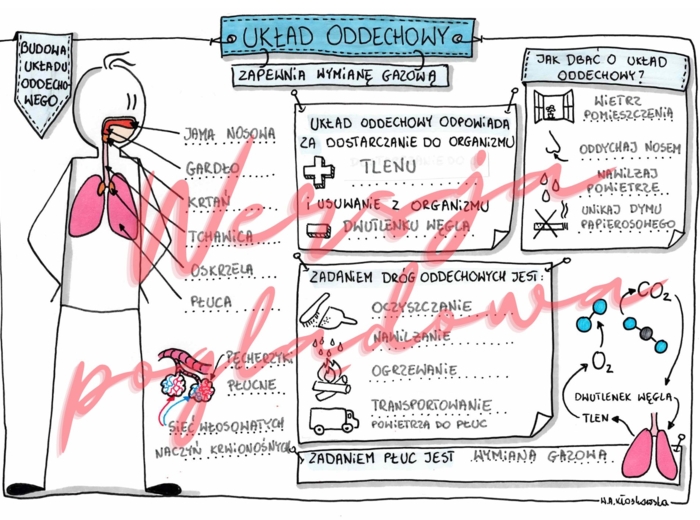 Układ oddechowy zapewnia wymianę gazową - przyroda kl. 4 - karta pracy wypełniona