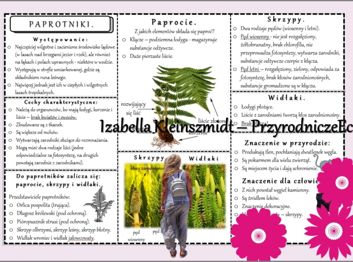 Sketchnotka/książeczka/notatka/wklejka/ściąga dla ucznia i przypomnienie dla nauczyciela/edukacja domowa. Temat „Paprotniki”. Materiał w pdf. Biologia 5, dział „Różnorodność roślin”. Nowość 2024/2025.
