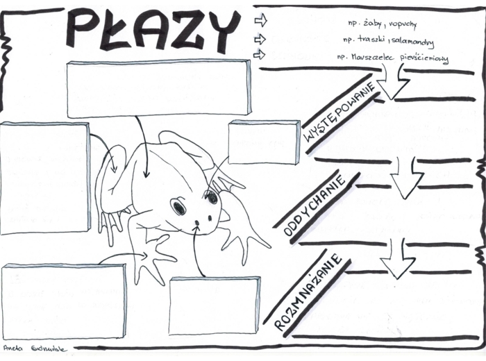 Biologia. Płazy - klasa 6 KP do uzupełnienia