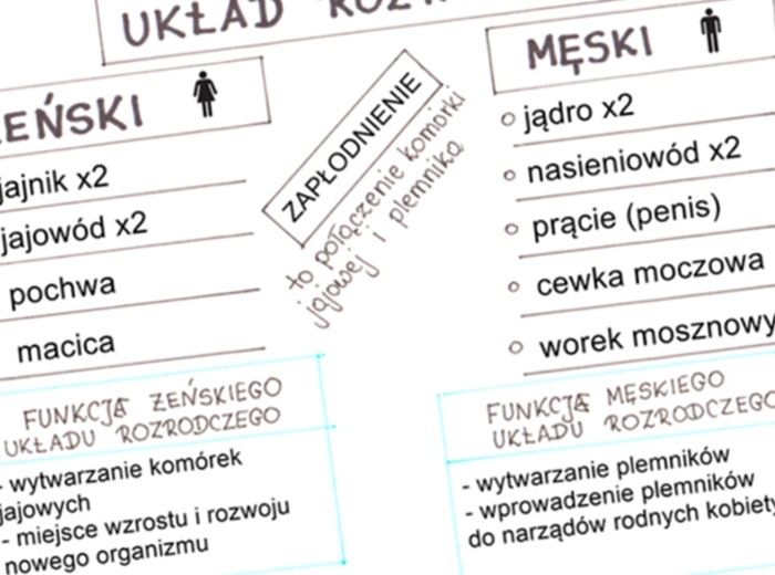 Układ rozrodczy (sketchnotka)