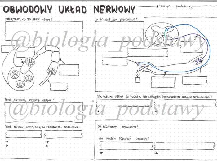 Klasa 7 - Obwodowy układ nerwowy - sketchnotka