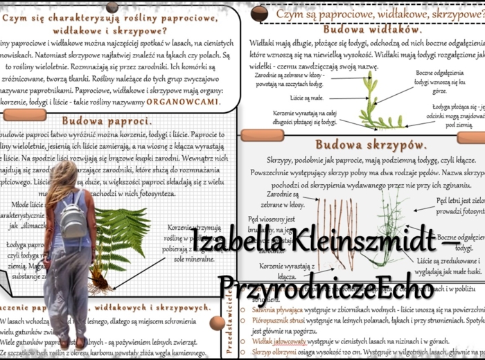 Sketchnotka/notatka/streszczenie/wklejka/ściąga dla ucznia i przypomnienie dla nauczyciela/edukacja domowa. Temat „Czym są paprociowe, widłakowe, skrzypowe?” w pdf. Biologia 5 dział „Mchy. Paprotniki. Nagonasienne. Okrytonasienne”. Wykonana na podstawie 