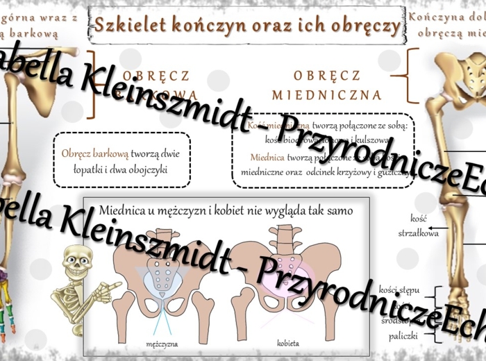 Sketchnotka - notatka „Szkielet kończyn i obręczy” wykonana w power point do edycji. Biologia 7; „Aparat ruchu”