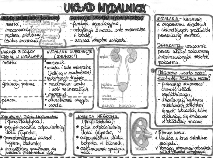 Układ wydalniczy - szarość - klasa 7
