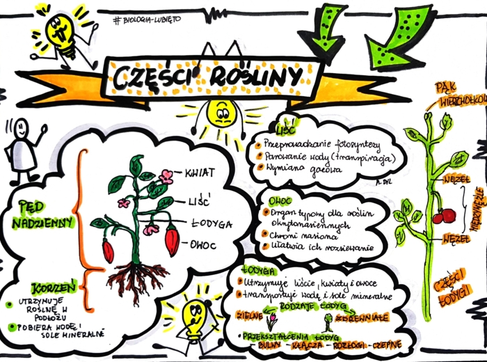 Klasa 5. Biologia. Części rośliny (karta pracy kolorowa)