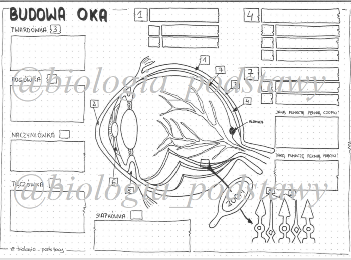 Klasa 7 - Budowa oka - sketchnotka