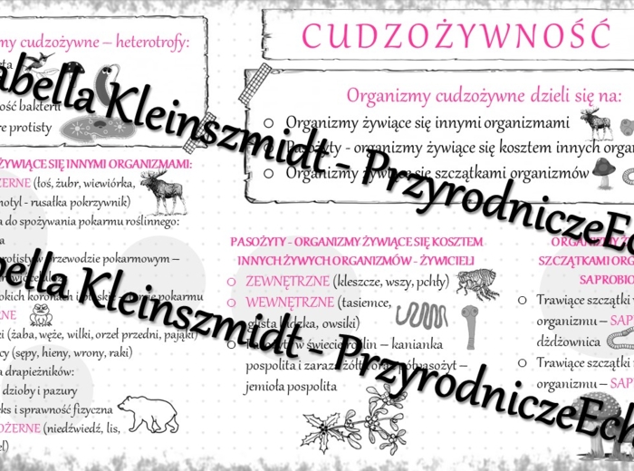 Sketchnotka - notatka „Cudzożywność” wykonana w power point do edycji. Biologia 5; „Budowa i czynności życiowe organizmów”