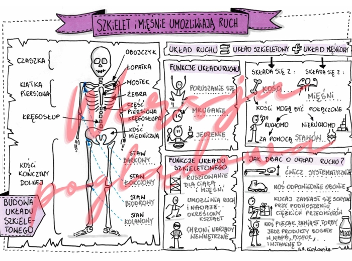 Szkielet i mięśnie umożliwiają ruch - przyroda kl. 4 - karta pracy wypełniona