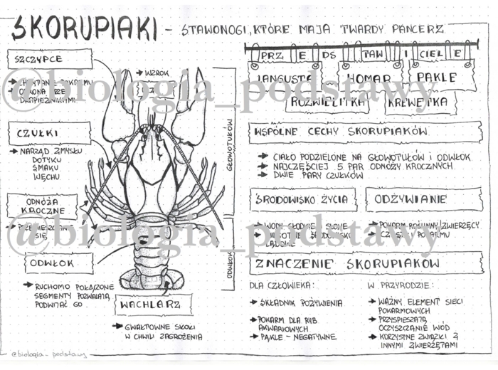 Klasa 6 - Skorupiaki - sketchnotka