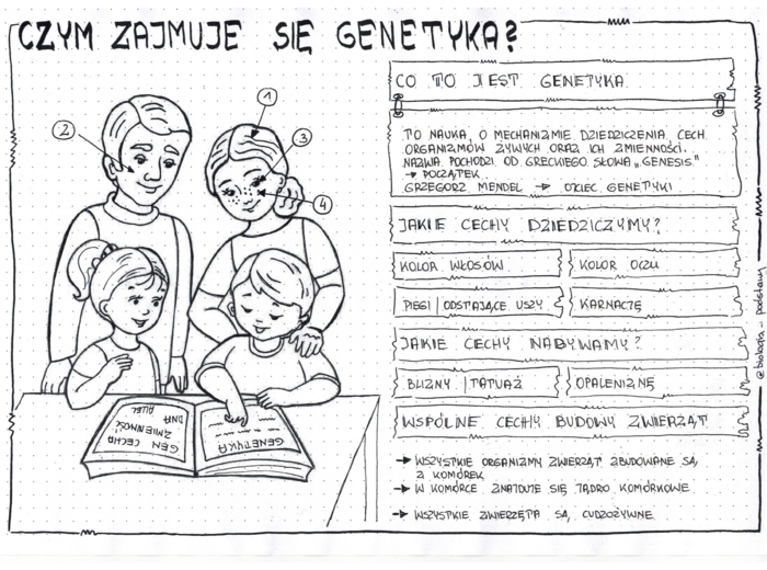 Klasa 8 - Czym zajmuje się genetyka? - sketchnotka