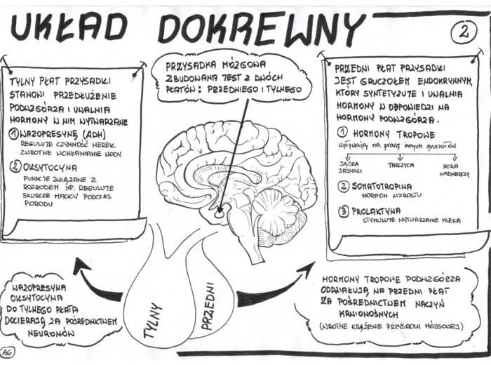 Biologia. Układ dokrewny - wklejka 2