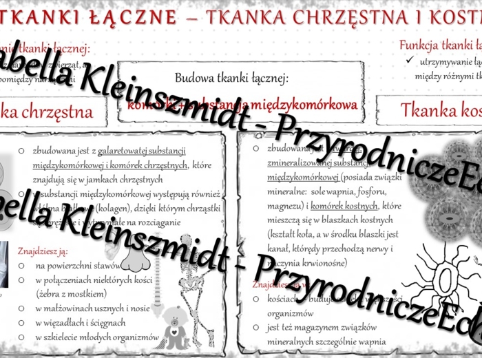 Sketchnotka - notatka „Tkanka łączna -tkanka chrzęstna i kostna” wykonana w power point do edycji. Biologia 6; „Świat zwierząt”