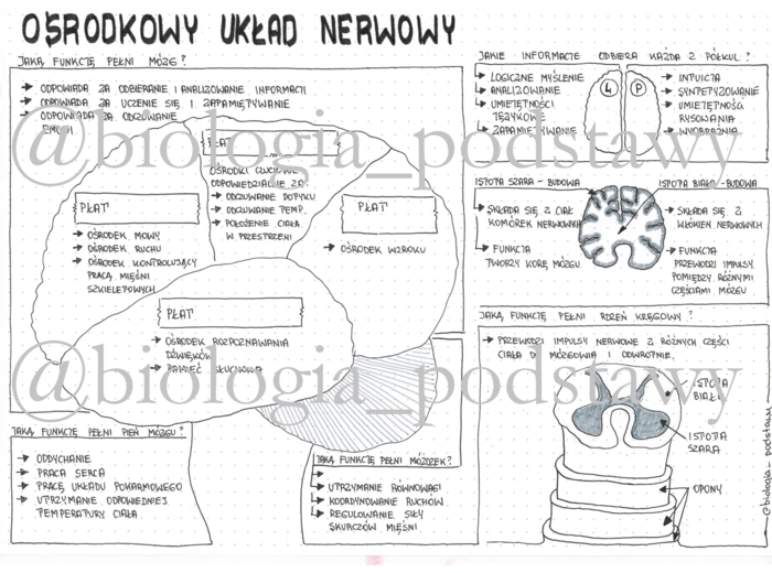 Klasa 7 - Ośrodkowy układ nerwowy - sketchnotka