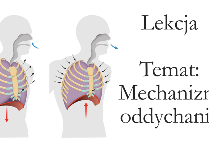 Klasa 7 - Mechanizm oddychania - prezentacja