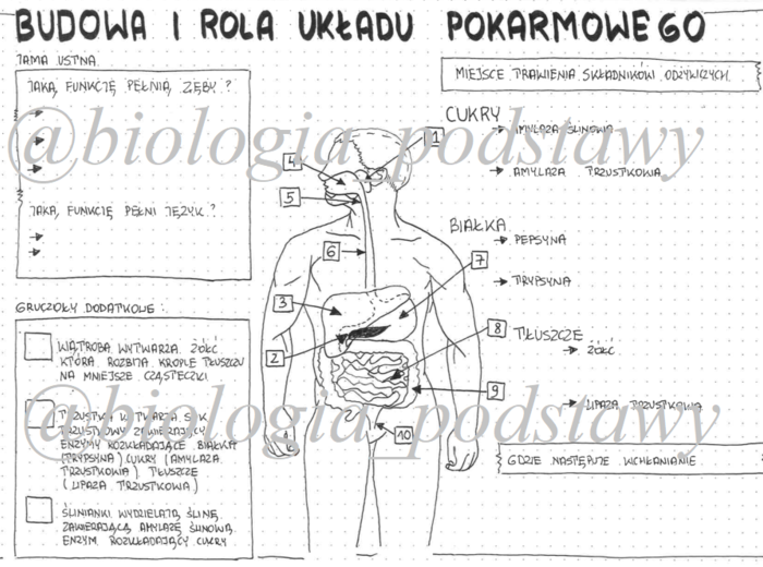 Klasa 7 - Budowa i rola układu pokarmowego - sketchnotka