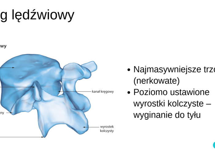 Układ ruchu KLASA 3 ROZSZERZENIE BIOLOGIA