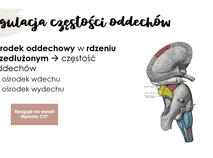 Układ oddechowy KLASA 2 PODSTAWA BIOLOGIA